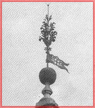 Pianta Canapa